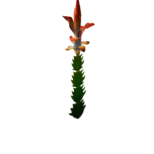 Flower Christmas Cactus2. 1